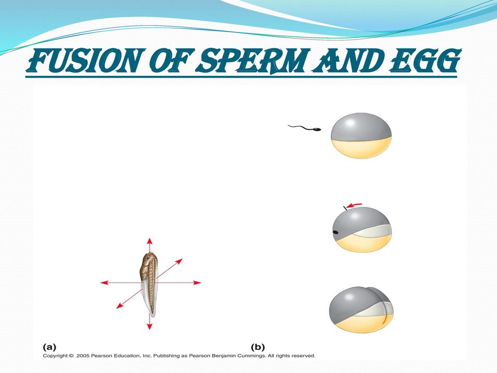 Sperm and egg not developing